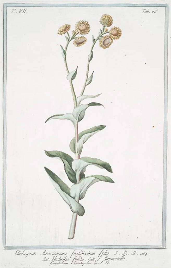 An illustration from Hortus Romanus plantaru, 1772, leaf 689