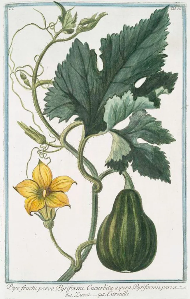 An illustration from Hortus Romanus plantaru, 1772, leaf 69