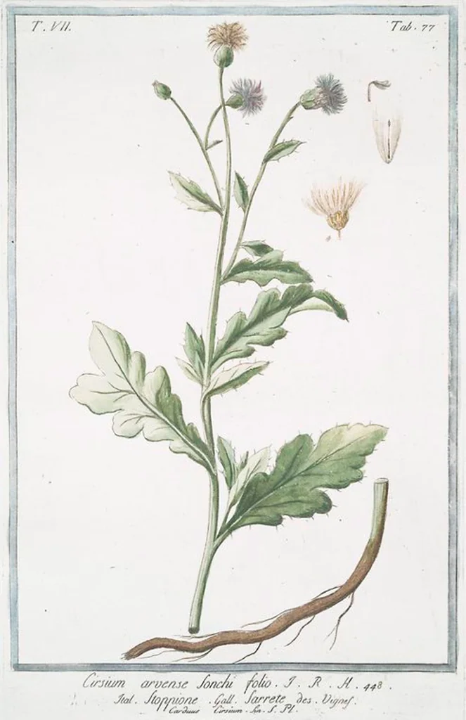 An illustration from Hortus Romanus plantaru, 1772, leaf 690