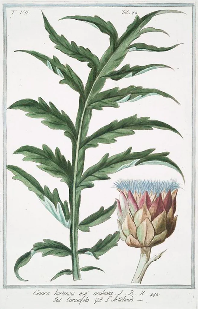 An illustration from Hortus Romanus plantaru, 1772, leaf 691