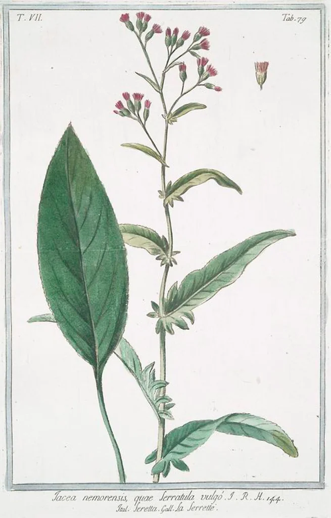 An illustration from Hortus Romanus plantaru, 1772, leaf 692