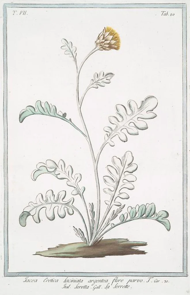 An illustration from Hortus Romanus plantaru, 1772, leaf 693