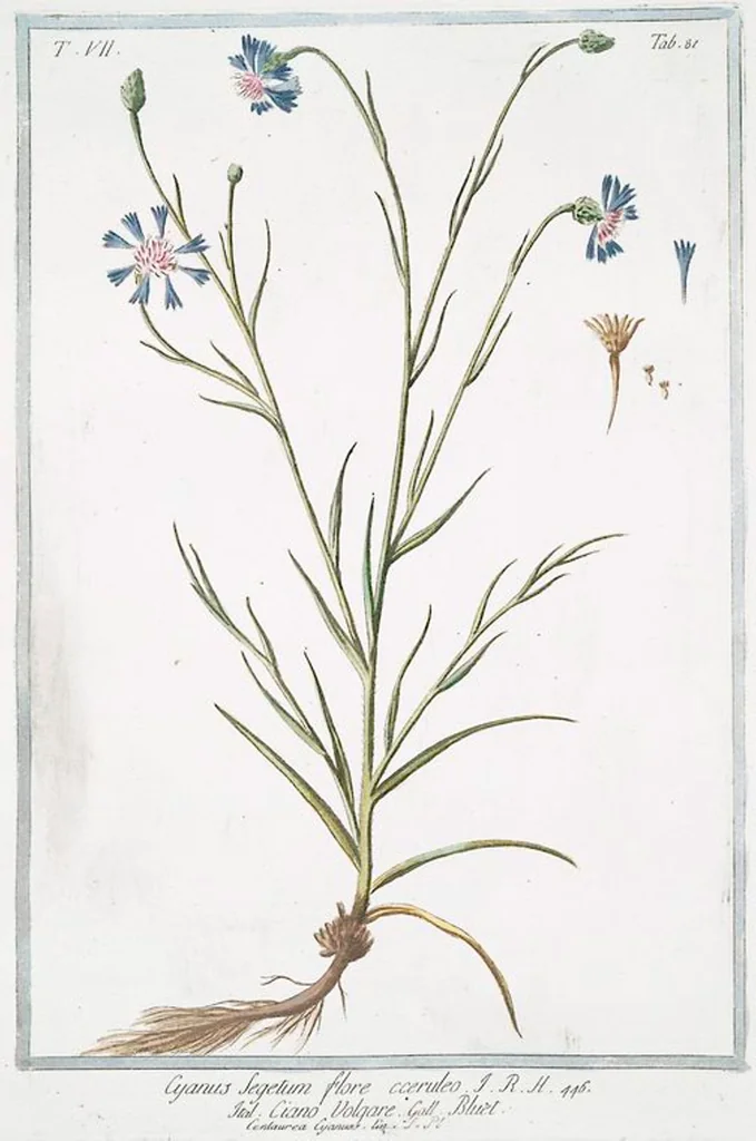 An illustration from Hortus Romanus plantaru, 1772, leaf 694