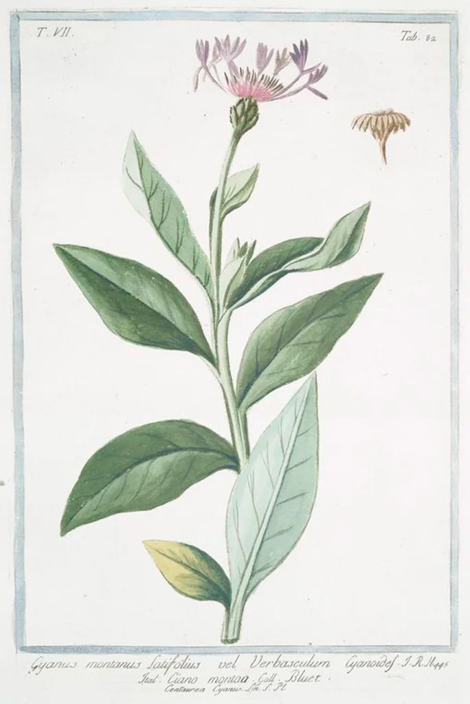 An illustration from Hortus Romanus plantaru, 1772, leaf 695
