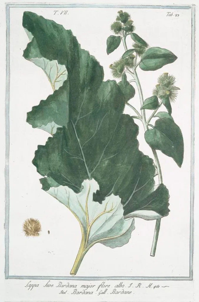 An illustration from Hortus Romanus plantaru, 1772, leaf 696