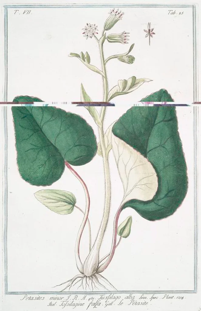 An illustration from Hortus Romanus plantaru, 1772, leaf 698