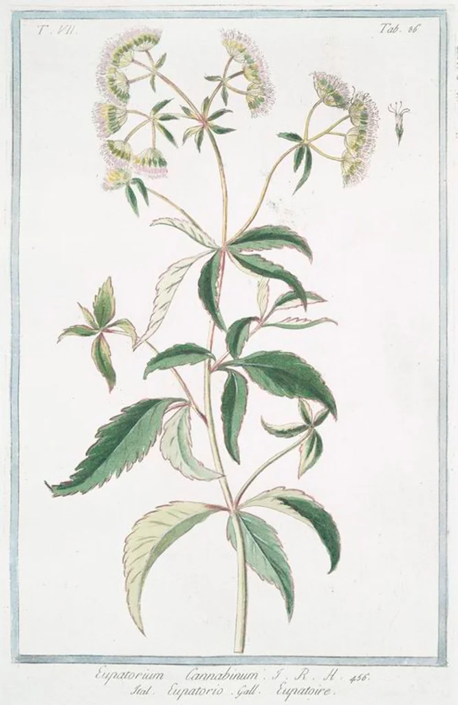 An illustration from Hortus Romanus plantaru, 1772, leaf 699