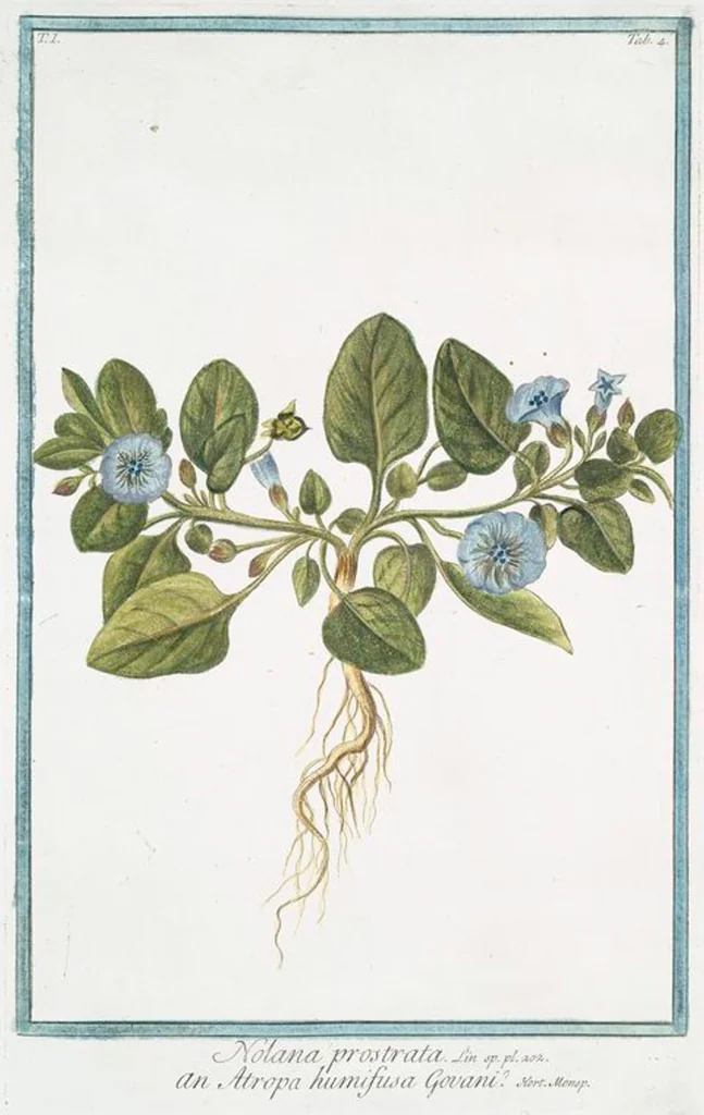 An illustration from Hortus Romanus plantaru, 1772, leaf 7