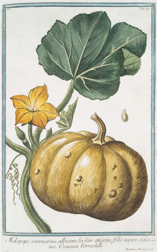 An illustration from Hortus Romanus plantaru, 1772, leaf 70