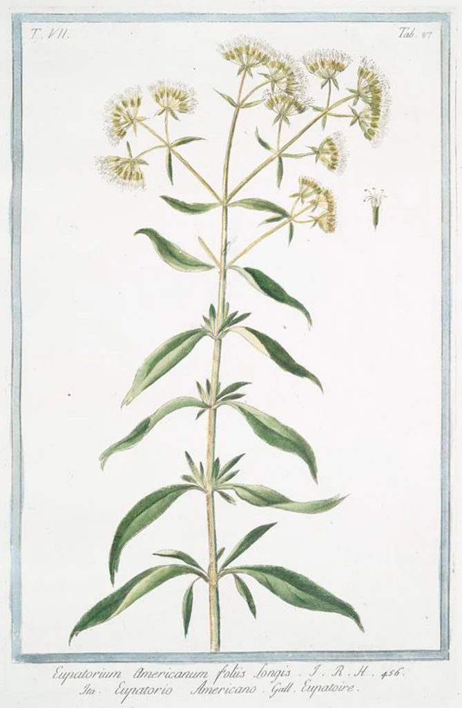An illustration from Hortus Romanus plantaru, 1772, leaf 700