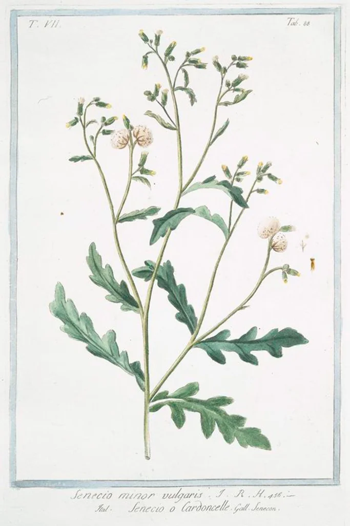 An illustration from Hortus Romanus plantaru, 1772, leaf 701