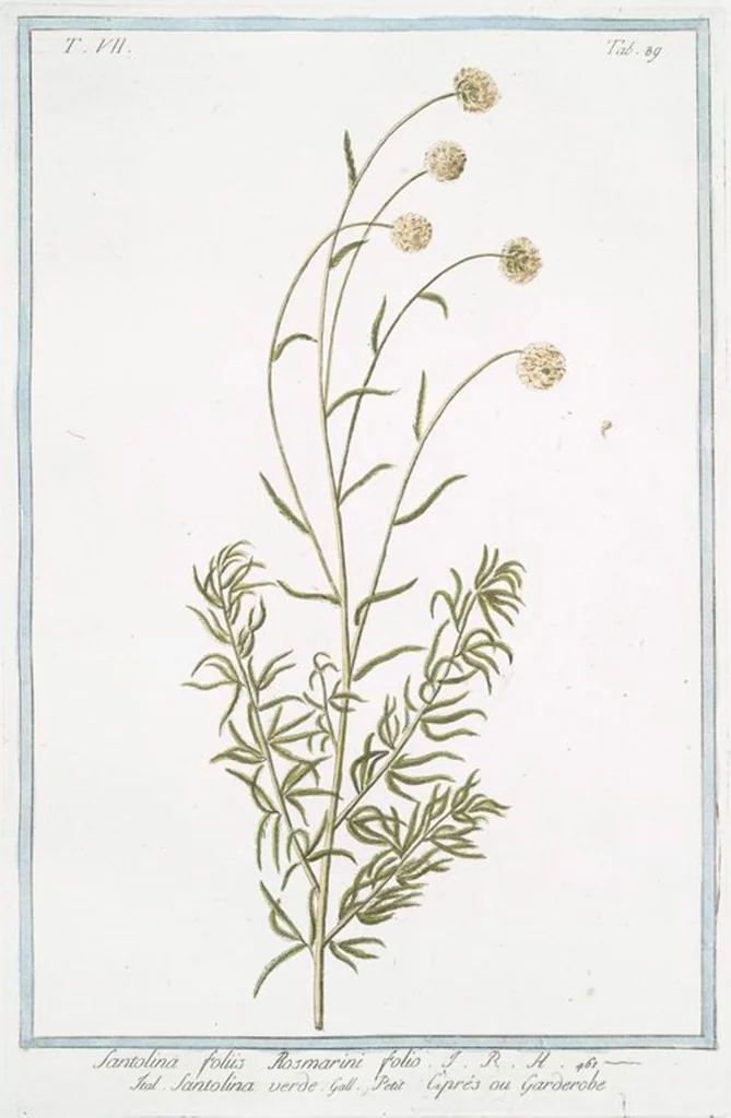 An illustration from Hortus Romanus plantaru, 1772, leaf 702