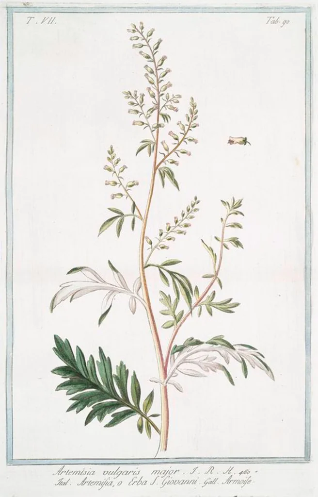 An illustration from Hortus Romanus plantaru, 1772, leaf 703