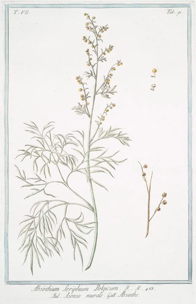 An illustration from Hortus Romanus plantaru, 1772, leaf 704