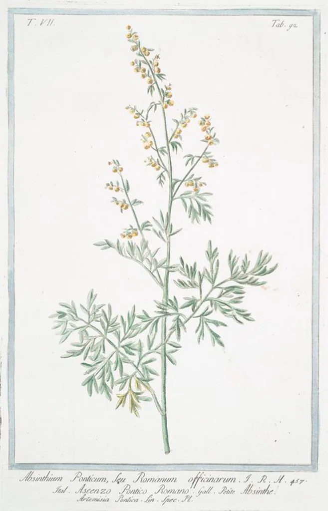 An illustration from Hortus Romanus plantaru, 1772, leaf 705