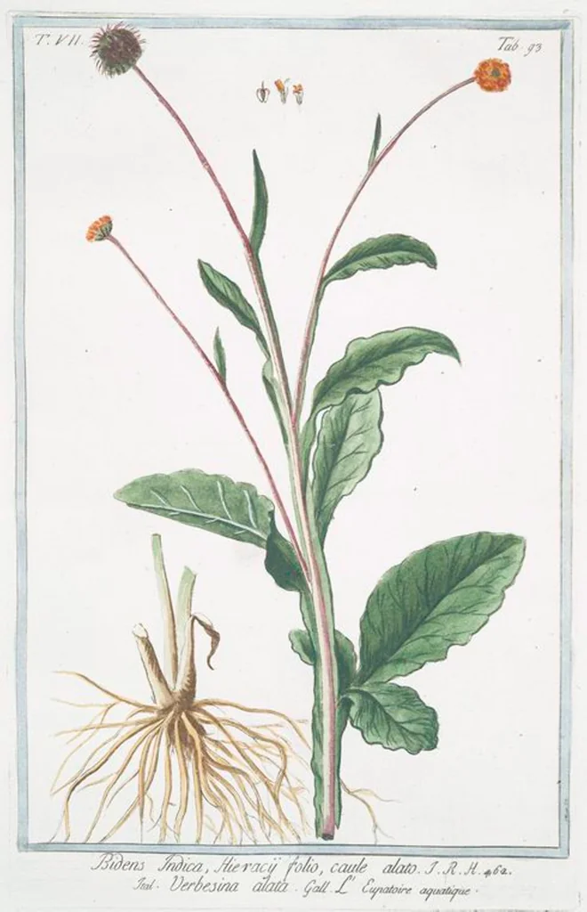 An illustration from Hortus Romanus plantaru, 1772, leaf 706