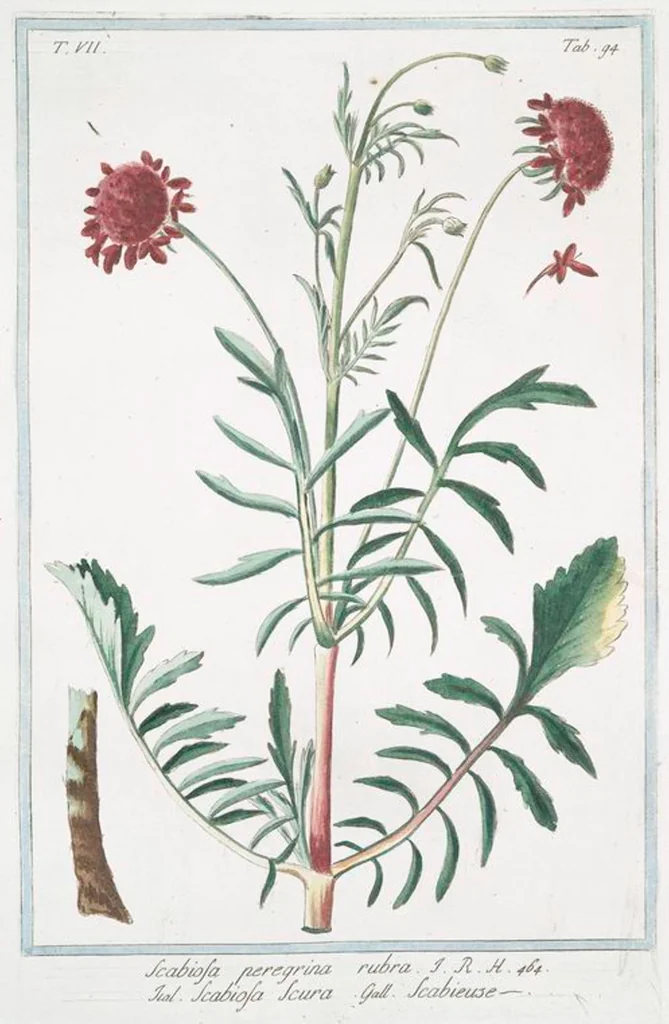 An illustration from Hortus Romanus plantaru, 1772, leaf 707