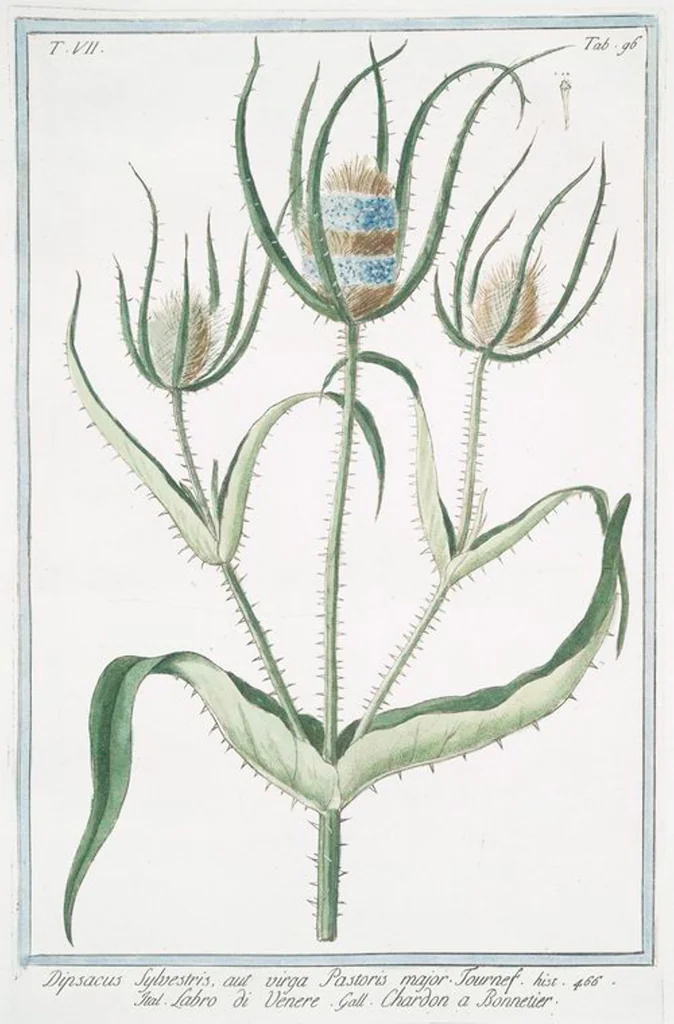 An illustration from Hortus Romanus plantaru, 1772, leaf 709