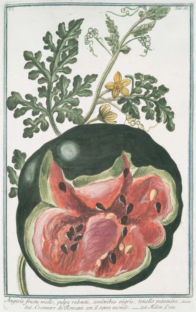 An illustration from Hortus Romanus plantaru, 1772, leaf 71