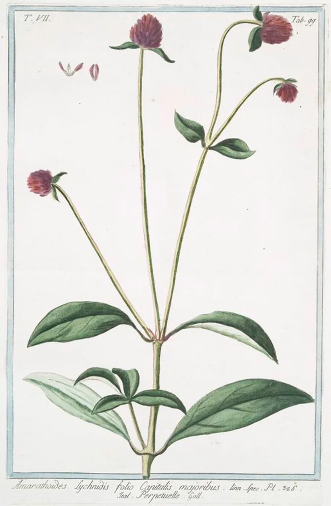 An illustration from Hortus Romanus plantaru, 1772, leaf 712