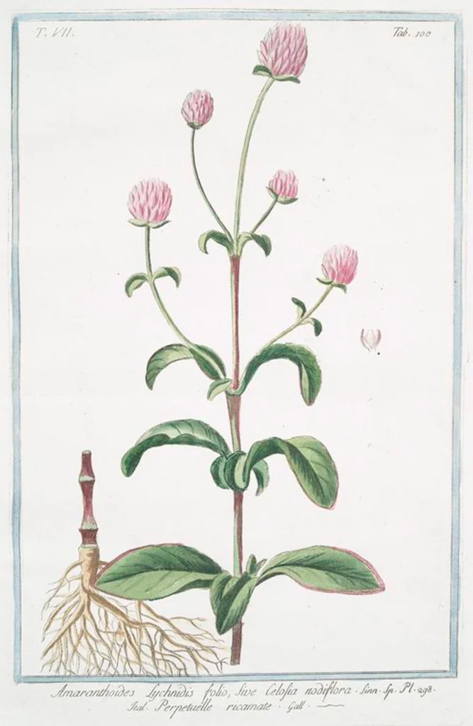 An illustration from Hortus Romanus plantaru, 1772, leaf 713