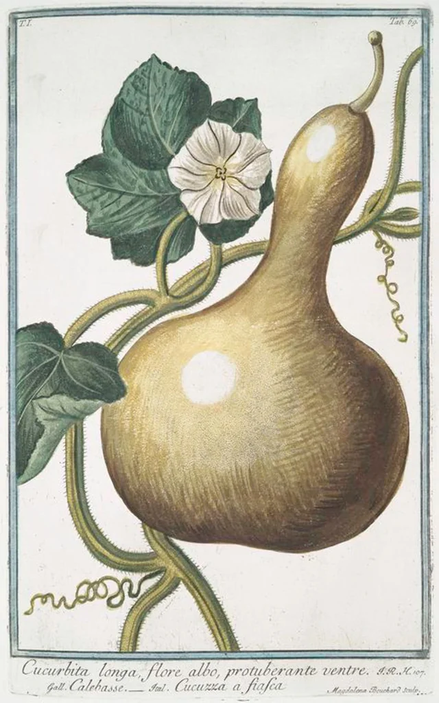 An illustration from Hortus Romanus plantaru, 1772, leaf 72
