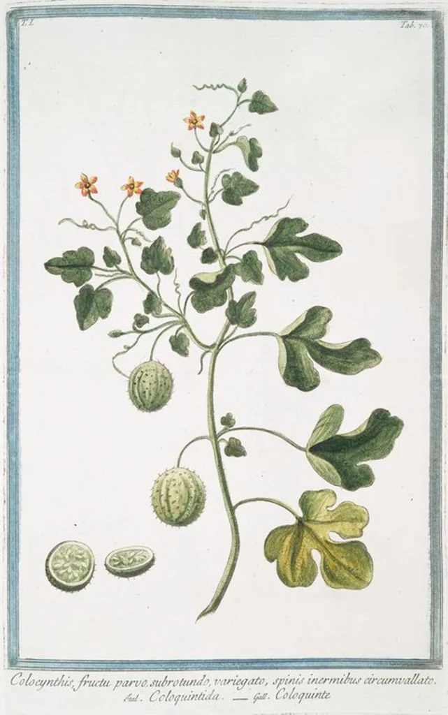 An illustration from Hortus Romanus plantaru, 1772, leaf 73