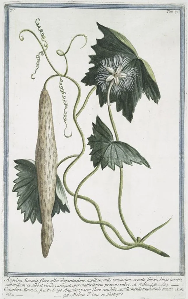 An illustration from Hortus Romanus plantaru, 1772, leaf 74