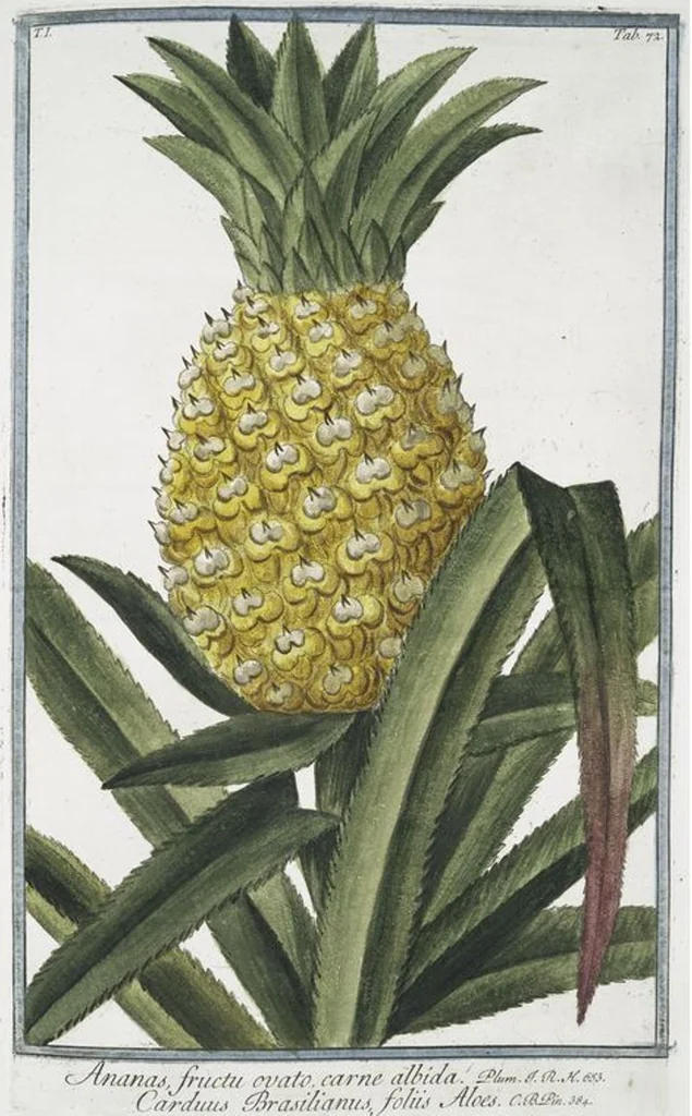 An illustration from Hortus Romanus plantaru, 1772, leaf 75