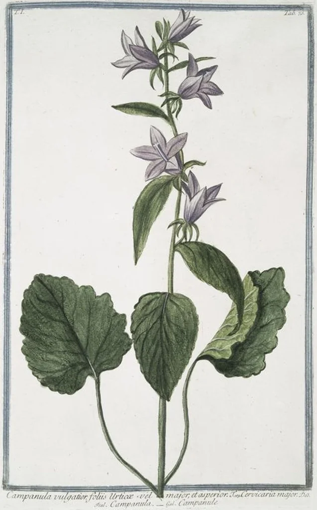 An illustration from Hortus Romanus plantaru, 1772, leaf 76