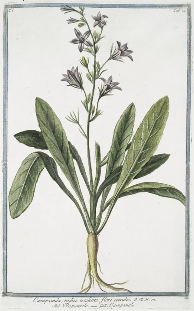 An illustration from Hortus Romanus plantaru, 1772, leaf 77