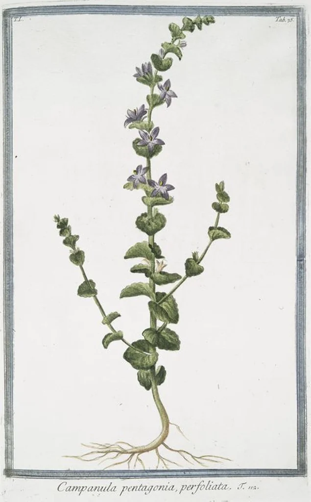 An illustration from Hortus Romanus plantaru, 1772, leaf 78