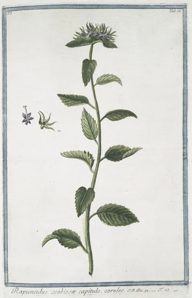 An illustration from Hortus Romanus plantaru, 1772, leaf 79