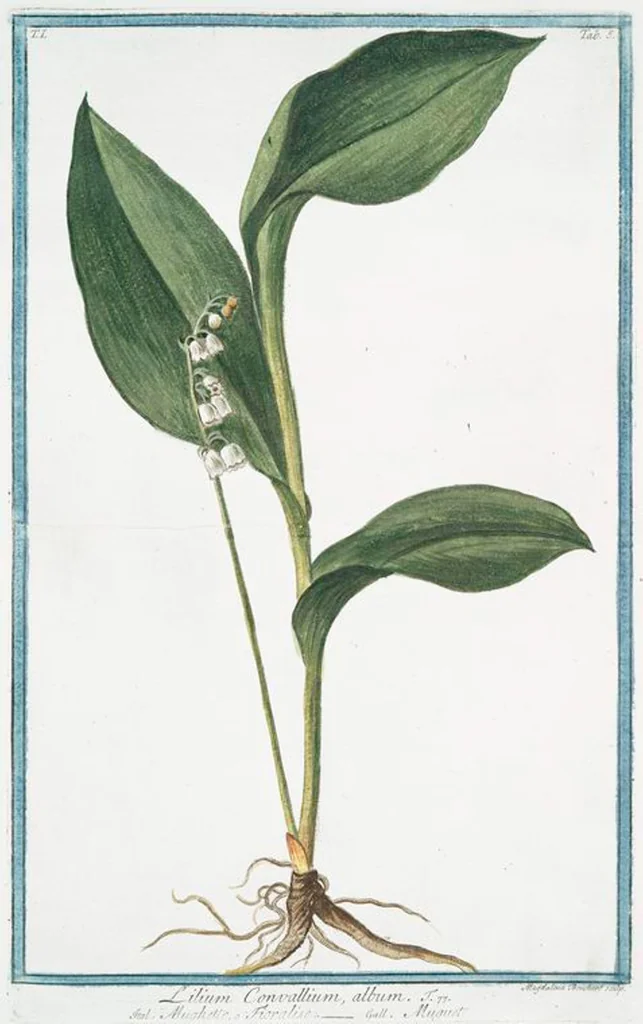 An illustration from Hortus Romanus plantaru, 1772, leaf 8