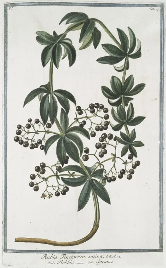 An illustration from Hortus Romanus plantaru, 1772, leaf 80