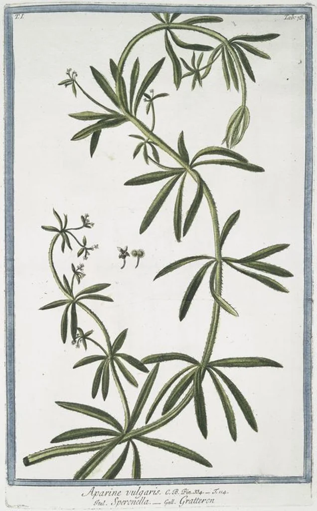 An illustration from Hortus Romanus plantaru, 1772, leaf 81