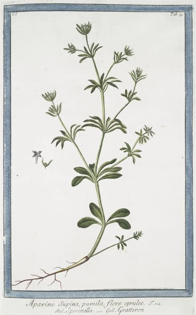 An illustration from Hortus Romanus plantaru, 1772, leaf 82
