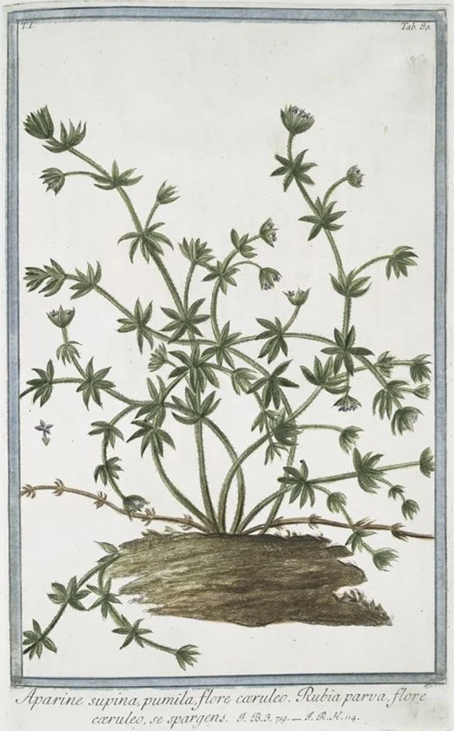 An illustration from Hortus Romanus plantaru, 1772, leaf 83