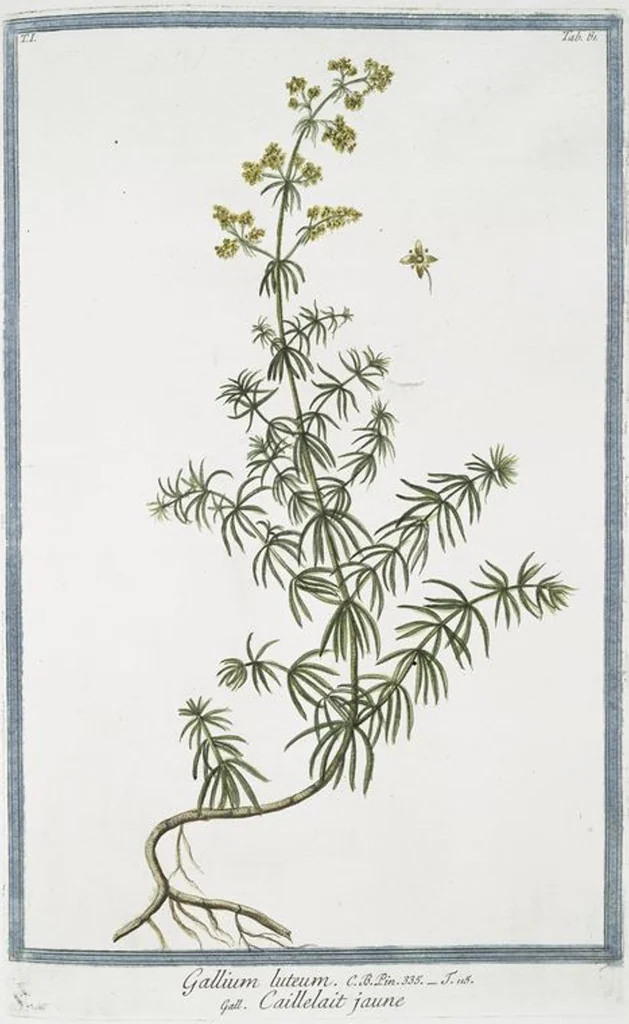 An illustration from Hortus Romanus plantaru, 1772, leaf 84