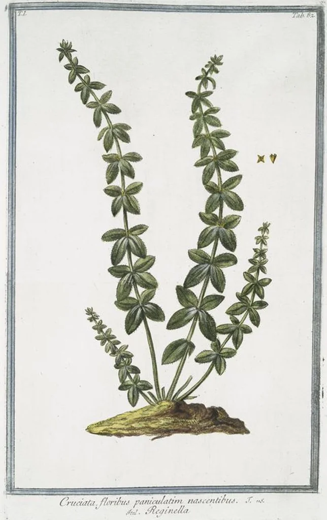 An illustration from Hortus Romanus plantaru, 1772, leaf 85