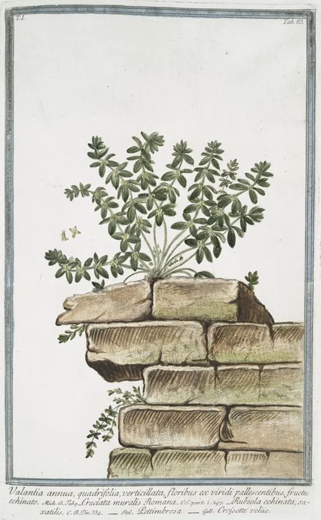 An illustration from Hortus Romanus plantaru, 1772, leaf 86