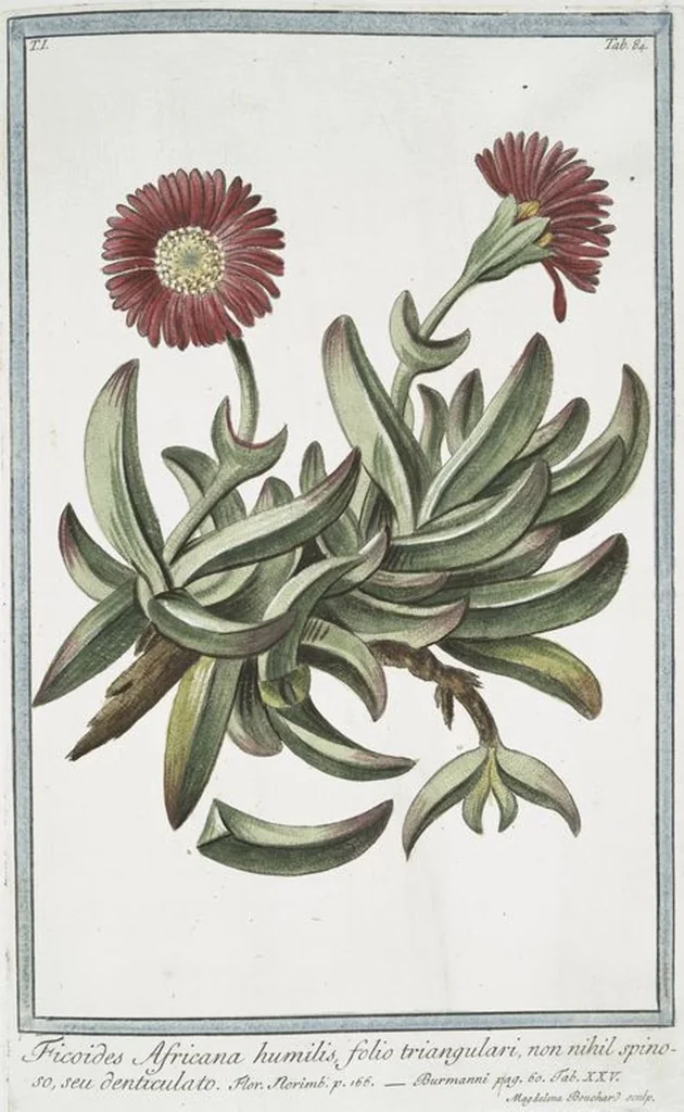 An illustration from Hortus Romanus plantaru, 1772, leaf 87