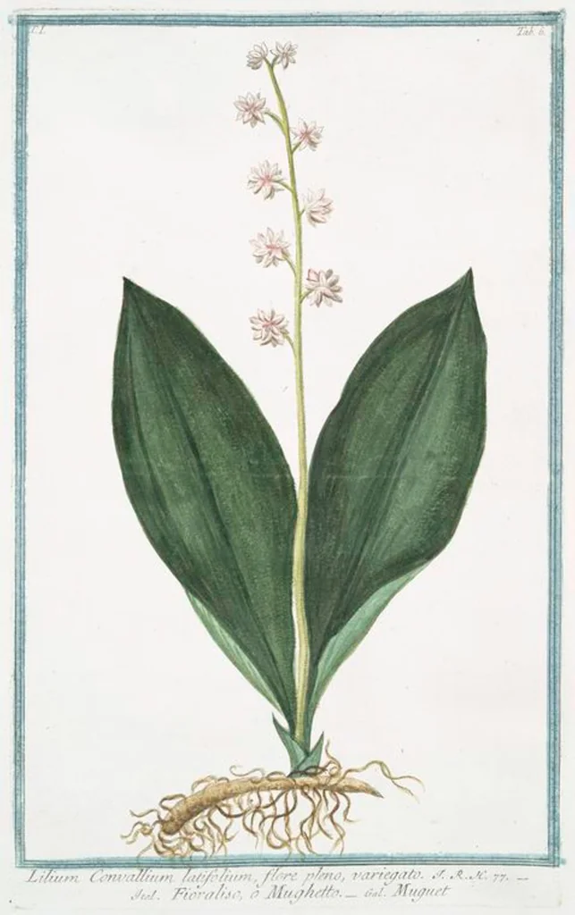 An illustration from Hortus Romanus plantaru, 1772, leaf 9