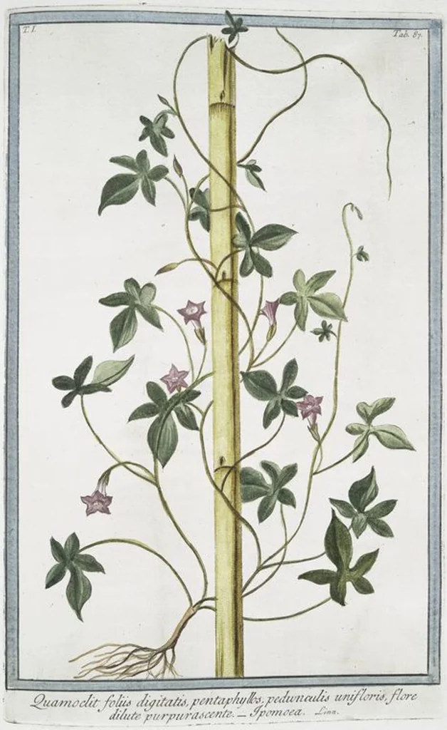 An illustration from Hortus Romanus plantaru, 1772, leaf 90