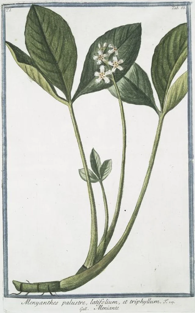 An illustration from Hortus Romanus plantaru, 1772, leaf 91