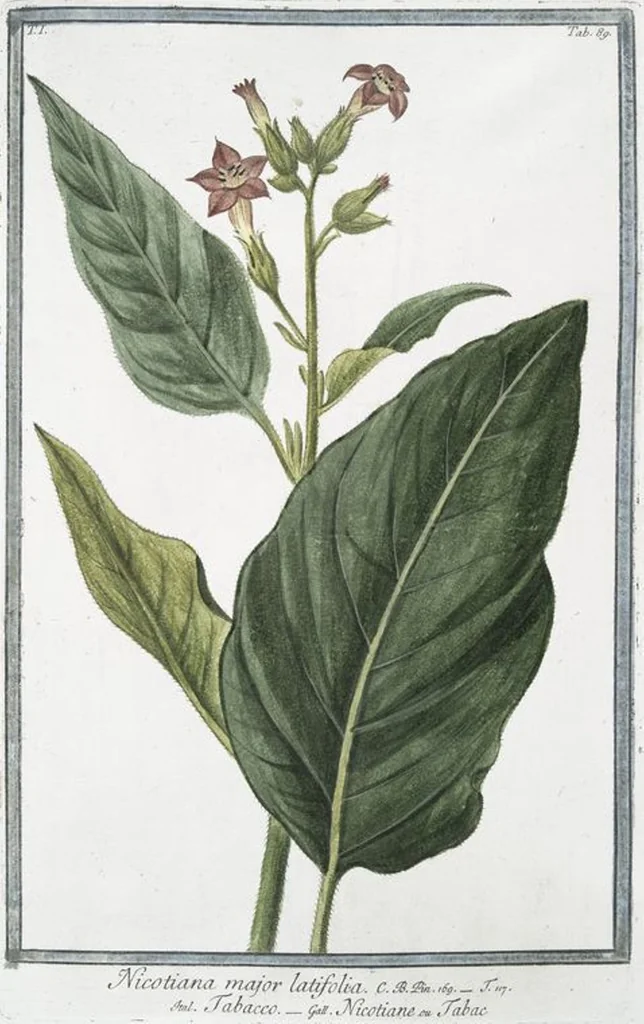 An illustration from Hortus Romanus plantaru, 1772, leaf 92