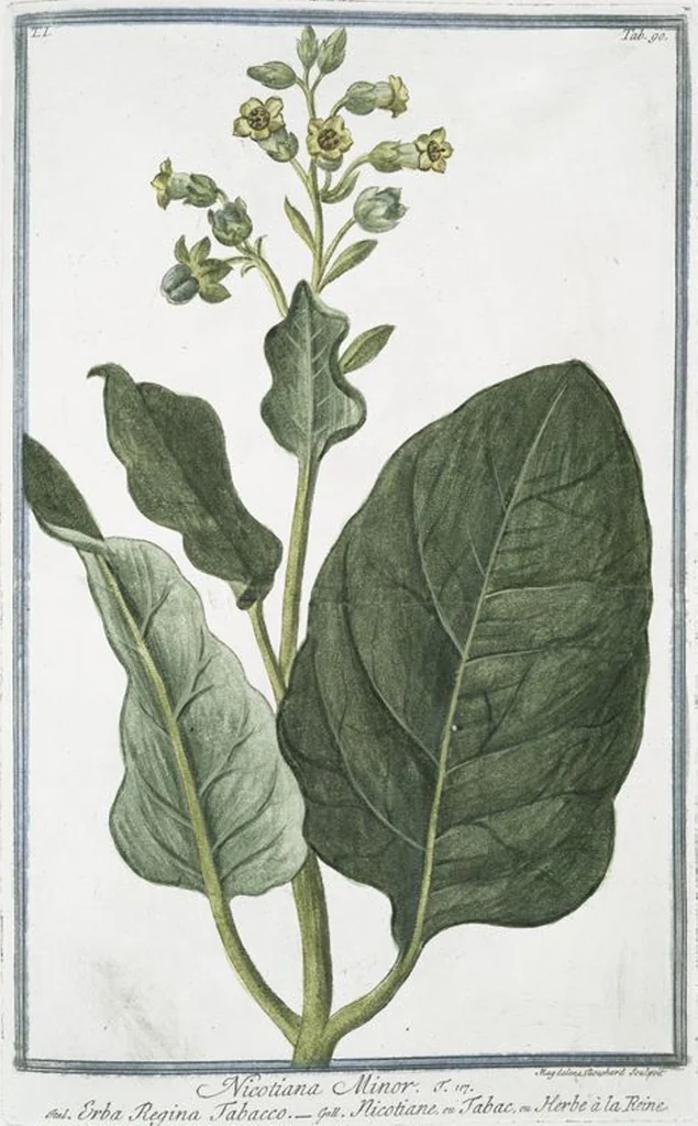 An illustration from Hortus Romanus plantaru, 1772, leaf 93