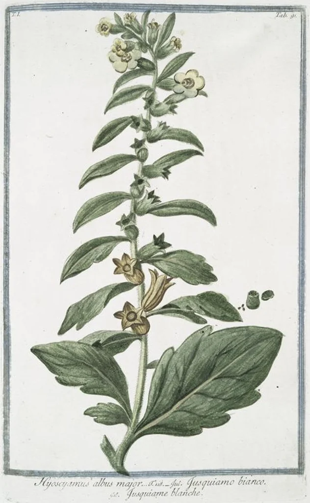 An illustration from Hortus Romanus plantaru, 1772, leaf 94