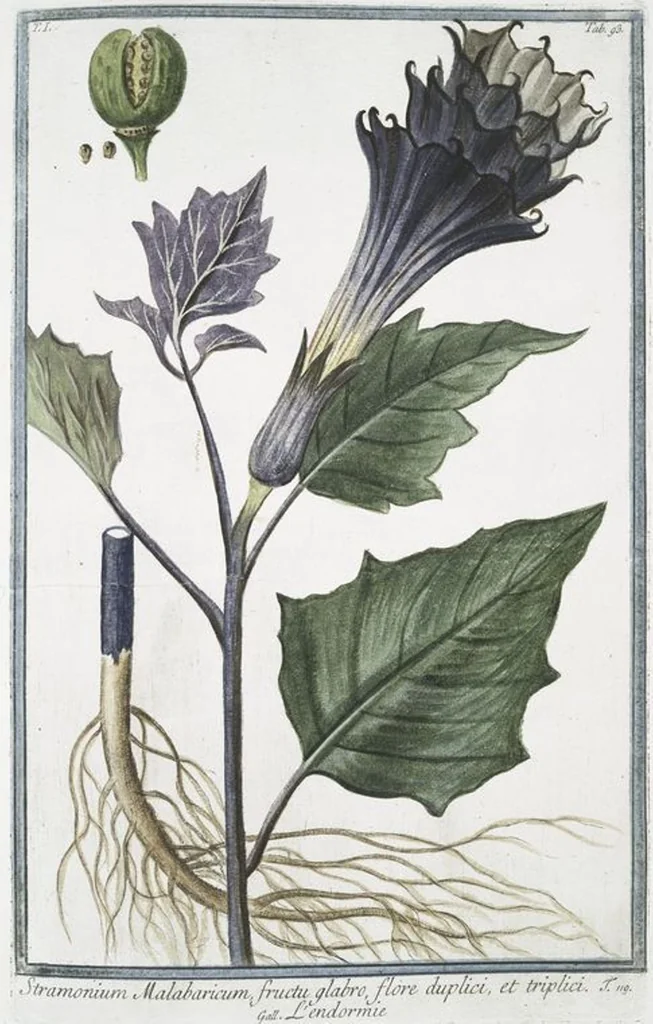 An illustration from Hortus Romanus plantaru, 1772, leaf 96