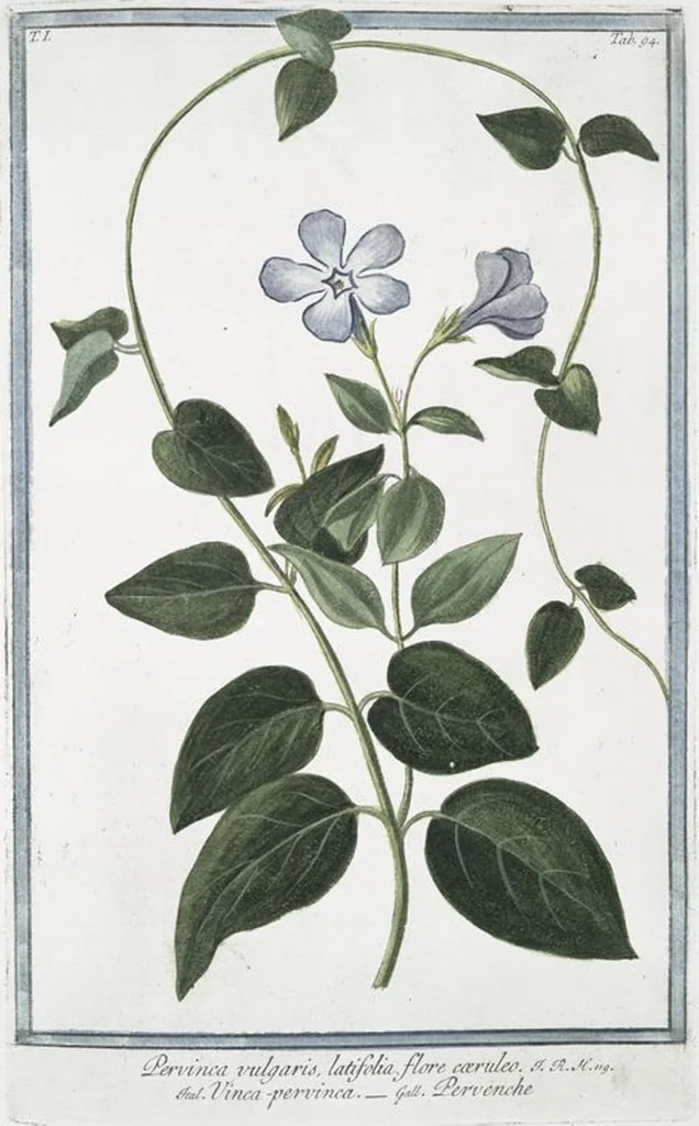 An illustration from Hortus Romanus plantaru, 1772, leaf 97